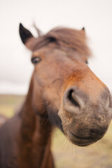 Icelandic horses in the wild