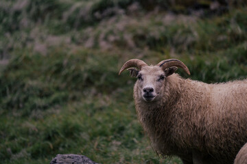 Obraz premium Icelandic sheep looking at you