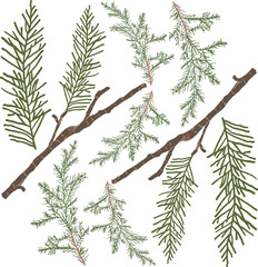 pine-leaved branch and textic pattern