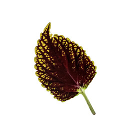 color realistic plant leaf, solenostemon coleus leaf