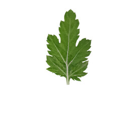 realistic branch of green plant, green wild parsley