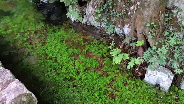 Morigerati - Panoramica della sorgente sopra il mulino dell'Oasi WWF Grotte del Bussento