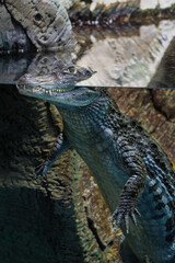 Crocodile. City Zoo, Baku, Azerbaijan.