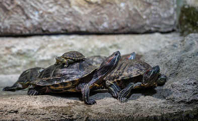 Red-eared freshwater turtle(red-eared terrapin) with her baby on her back. City Zoo, Baku, Azerbaijan.