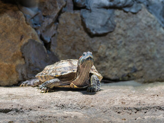 Red-eared freshwater turtle(red-eared terrapin). City Zoo, Baku, Azerbaijan.