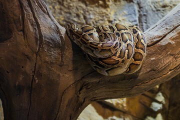 Tiger Python curled into a ball. City Zoo, Baku, Azerbaijan.