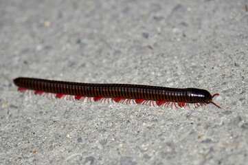 Narceus americanus in Thailand. Macro Bipods