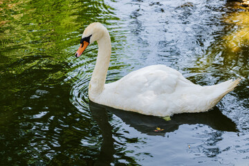 Mute Swan. City Zoo, Baku, Azerbaijan.
