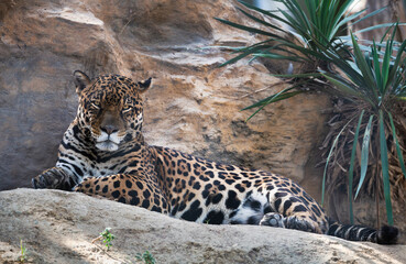 Jaguar with a piercing gaze. City Zoo, Baku, Azerbaijan.