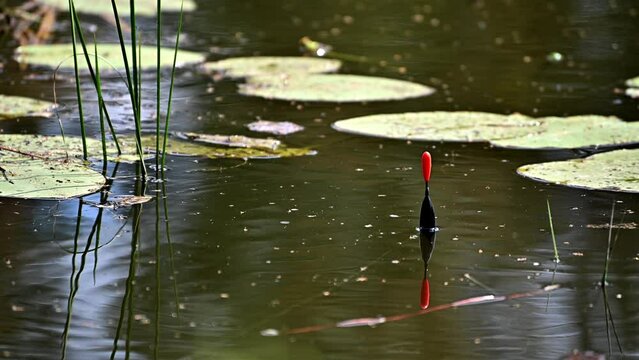 Fishing tackle with a bobber in the water on the river. Fishing float in a quiet lake among water lily leaves.