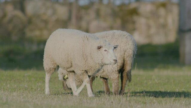 Black-headed and white-headed sheep in pasture