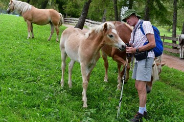 Mann streichelt ein Haflinger Pferd auf der Weide am Salten in Südtirol 