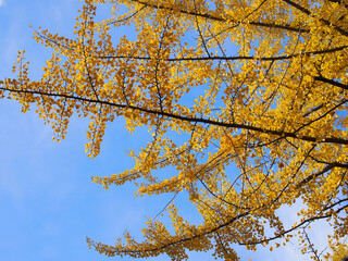 The picture yellow autumn Gingo tree against blue sky - colourful concept wallpaper background or copy space