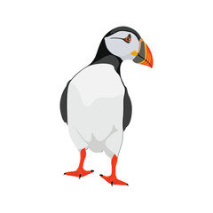 Vector illustration single or group of puffin in flat style design. Atlantic cute bird wildlife animal. Aves in different view, flying and stand alone. Good use for label, icon, t-shirt