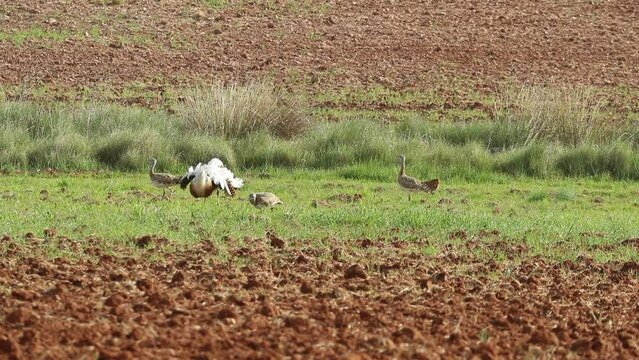Male surrounded by females of Great bustard in the mating season in spring in a cereal field at first light of day