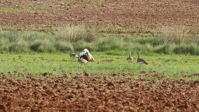Great bustard male and females in mating season with the first lights of spring