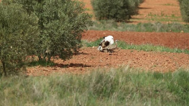 Male and female Great bustard copulating in the mating season with the first lights of spring in a field of cereal and olive trees