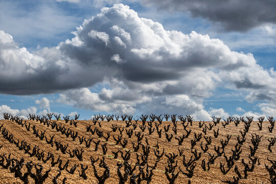 vineyard during a stormy day during spring in the denomination of origin region of Ribera del Duero in the province of Valladolid in Spain