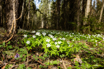 White anemone flowers in spring forest. Spring nature background. Beautiful nature landscape. Glade of anemone nemorosa.