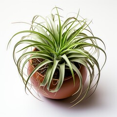View Air Plant Holderon A Completely White Backg 2, Isolated On White Background, High Quality Photo, Hd