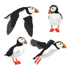 Vector illustration single or group of puffin in flat style design. Atlantic cute bird wildlife animal. Aves in different view, flying and stand alone. Good use for label, icon, t-shirt