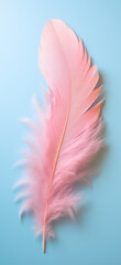 Light pastel pink feather on a light pastel blue  background. Y2K aesthetic.