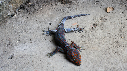 a gecko that is molting on cement floor. beautiful skin gecko, Amazing colorful gecko