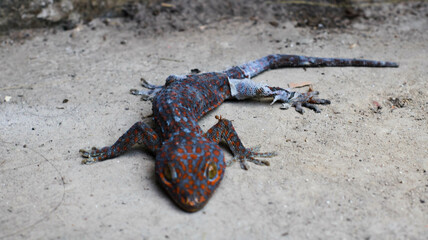 a gecko that is molting on cement floor. beautiful skin gecko, Amazing colorful gecko