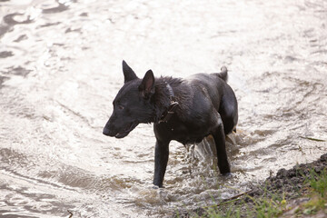 Great and amazing breed of dogs, black Malinois