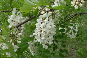 Dozens of white flowers in the leafage of Robinia pseudoacacia in May