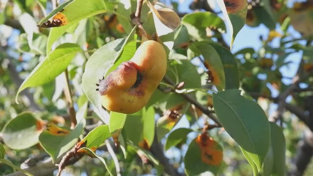 Disease of pear trees, rust spots on the leaves. The fruit tree is infected with a fungus, yellow rust. The pear leaf is affected by Gymnosporangium sabinae. fruit pear.