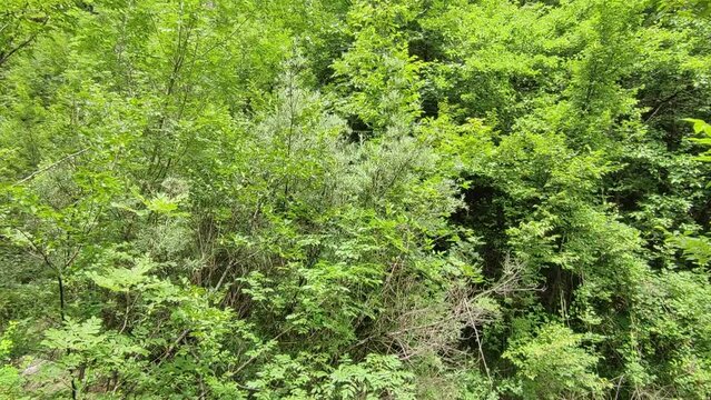 Senerchia - Panoramica verticale del bosco dal torrente Acquabianca