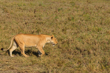 Lioness (Panthera leo) walking in savannah in Serengeti national park, Tanzania
