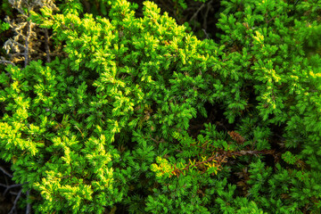Low growing juniper in the tundra, view from above.