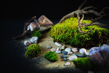 Green moss, stones, sand and crooked driftwood on a black background.