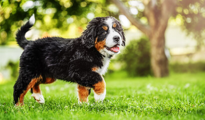 Bernese Mountain Dog puppy walking on the grass in the garden - obrazy, fototapety, plakaty