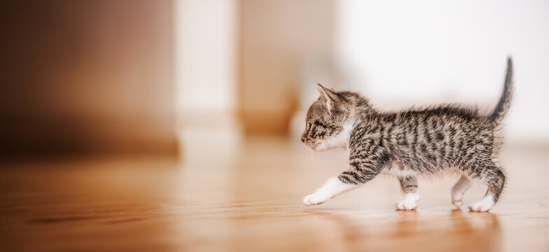 Cut baby tabby kitten walking in his house
