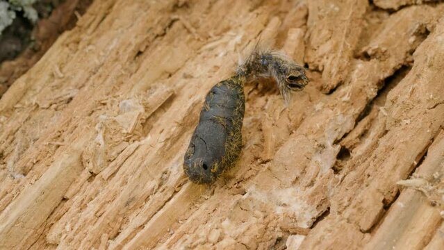 Butterfly pupa of a gypsy moth (Lymantria dispar) on a tree trunk.