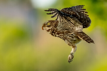 Fototapeta premium Chevêche en plein vol ( IA bruit )