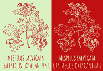 Drawings MESPILUS LAEVIGATA . Hand drawn illustration. Latin name CRATAEGUS OXYACANTHA L.