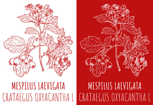 Drawings MESPILUS LAEVIGATA . Hand drawn illustration. Latin name CRATAEGUS OXYACANTHA L.