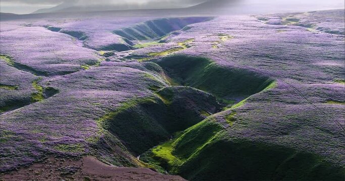 Large Fields And Mountain Covered With Amazing Lupine Flowers In Iceland, 4k Aerial