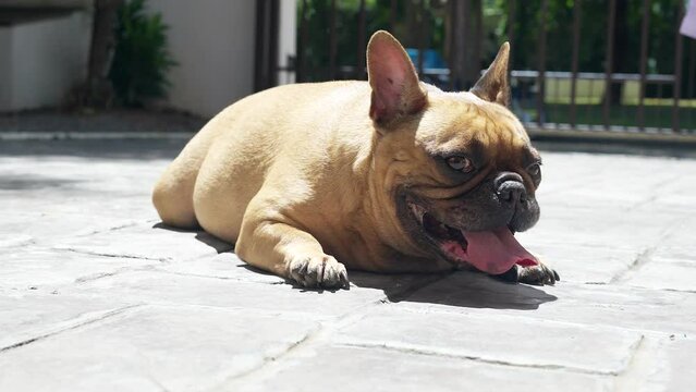 Dog Sunbathing on Sunny Floor.
