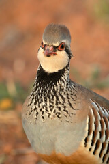 Red legged partridge male in an uncultivated agricultural field with the first light of sunrise