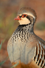 Male Red legged partridge in the last light of a winter afternoon in an uncultivated field