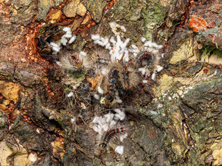 Сaterpillar nest of a gypsy moth (Lymantria dispar) on a tree trunk.