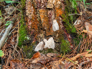 Butterflies of a gypsy moth (Lymantria dispar) on a tree trunk.