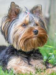 Portrait of an yorkshire terrier