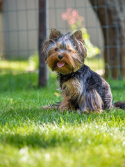 Portrait of an yorkshire terrier