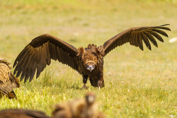 red tailed hawk in flight